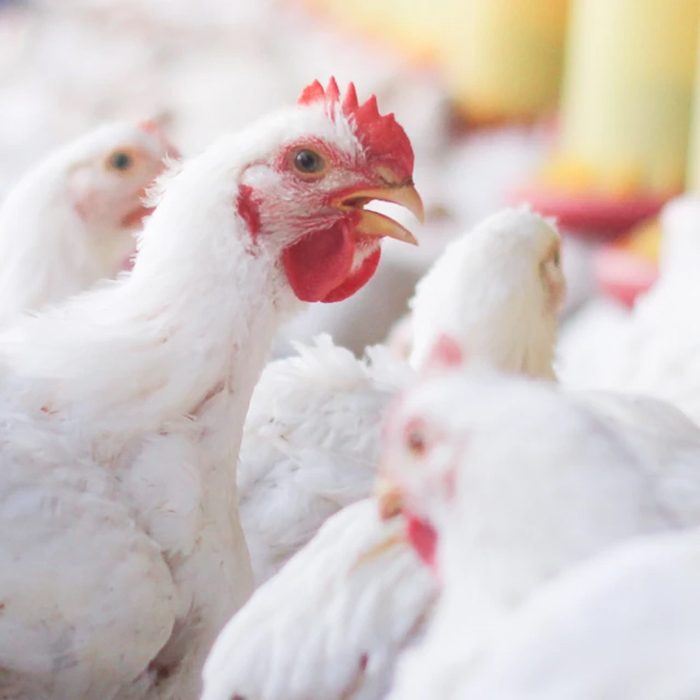 Egypt's Trusted Partner in Animal & Human Health