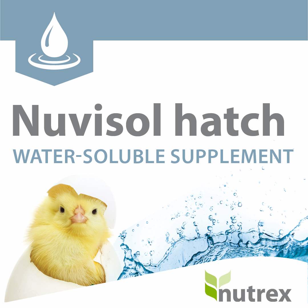 Nuvisol  Hatch