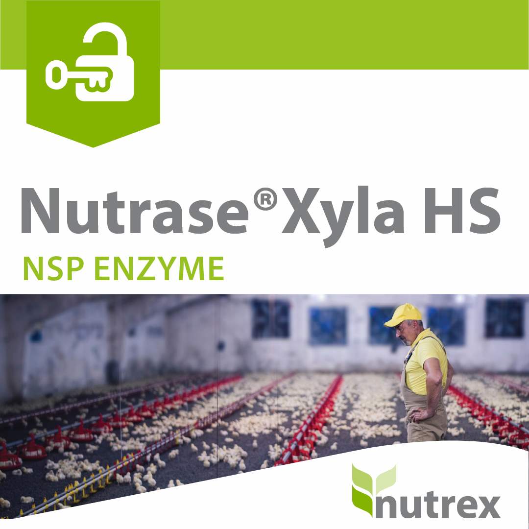 نيوتريز زيلا اتش اس (Nutrase Xyla HS)