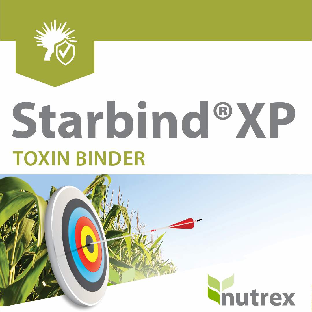 Starbind XP